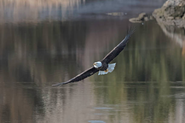 istock Bald Eagle flying and fishing in winter migration 1137612868