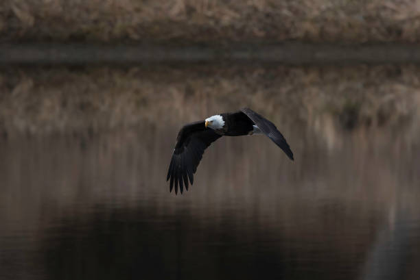 Bald Eagle flying and fishing in winter migration Bald Eagle winter migration through the mid west USA eagle bald eagle american culture feather stock pictures, royalty-free photos & images