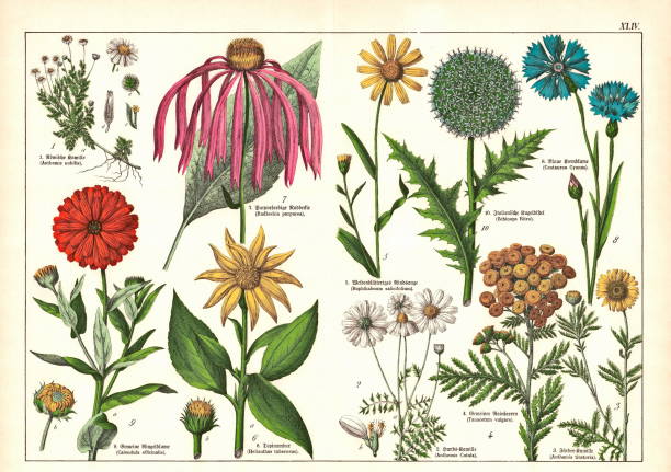 The Natural History of the Plant Kingdom. 19th Century - scanned antique Victorian style botanical lithographs boards with corresponding caption in Latin and old German script. Munich 1880 - 1889, Germany.NB. The noises in the lithograph are original and not a technical issue.