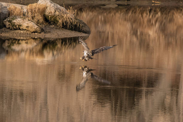 A closeup shot of a common buzzard flying above the water