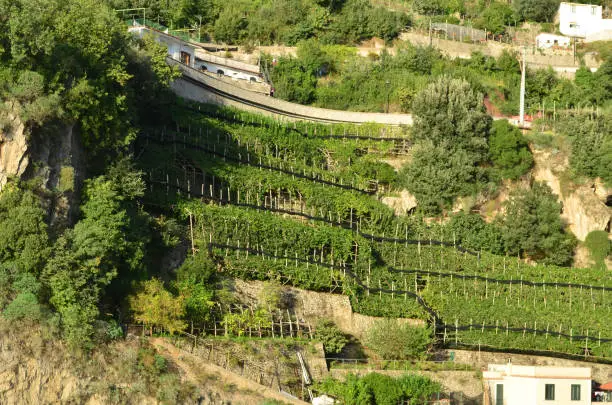 Lush green groves and vineyards along the terraced hills of Amalfi in Italy.