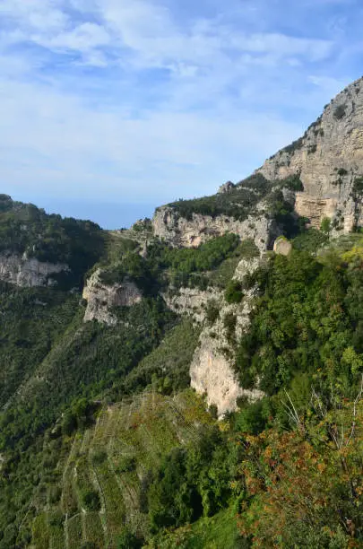 Terraced vineyards and groves along the Amalfi Coast in Italy.