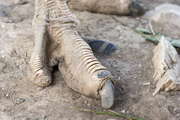Ostrich leg, close-up