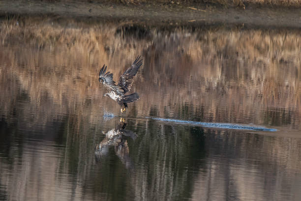 Bald Eagle flying and fishing in winter migration Bald Eagle winter migration through the mid west USA eagle bald eagle american culture feather stock pictures, royalty-free photos & images