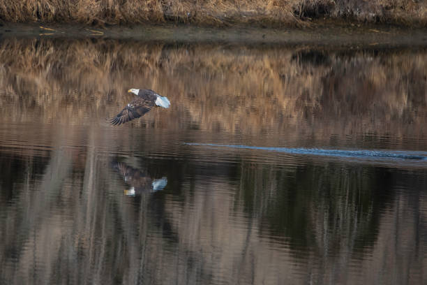 Bald Eagle flying and fishing in winter migration Bald Eagle winter migration through the mid west USA eagle bald eagle american culture feather stock pictures, royalty-free photos & images