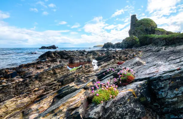 Pink flowers grow among the rocks at an intertidal zone on the island of Islay, Scotland, UK.