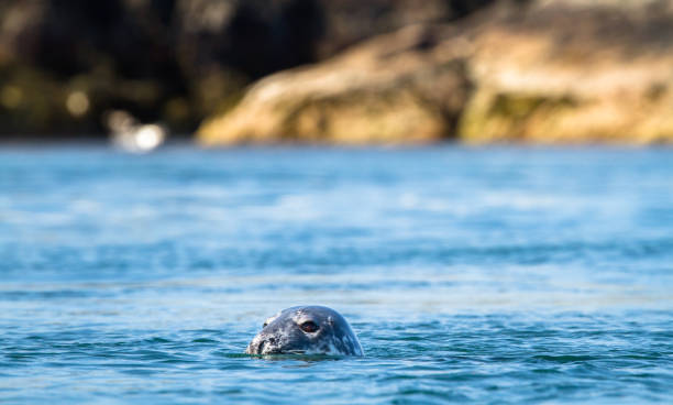 foca grigia in scozia - grypus foto e immagini stock