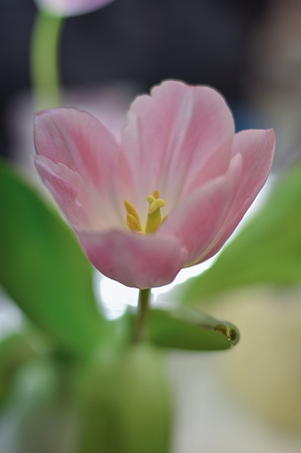 Beautiful spring flower close up