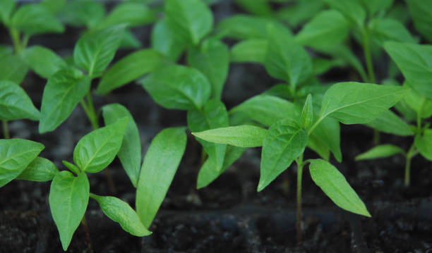istock Seedlings of paper 1137620085
