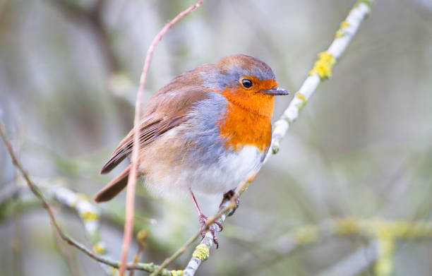istock European robin perched in England 1137620419
