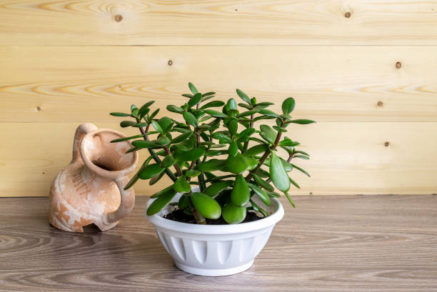 istock Succulent houseplant Crassula Ovata in a pot on a rustic background 1137621067
