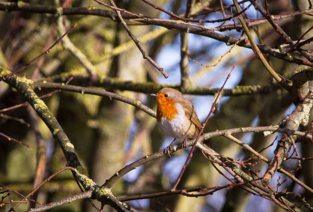 istock European robin perched in England 1137621692