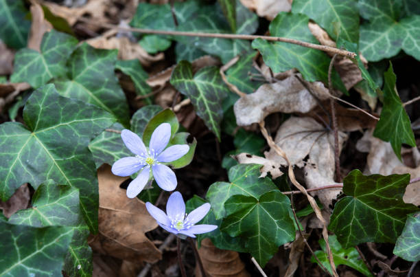 blue flowers of hepatica