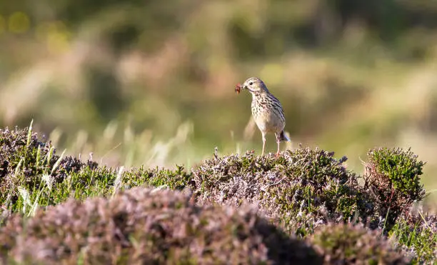 An adult meadow pipit (Anthus pratensis) holds an orange bug in its mouth while perched on dense shrubs in the Oa Nature Reserve on the island of islay, Scotland.