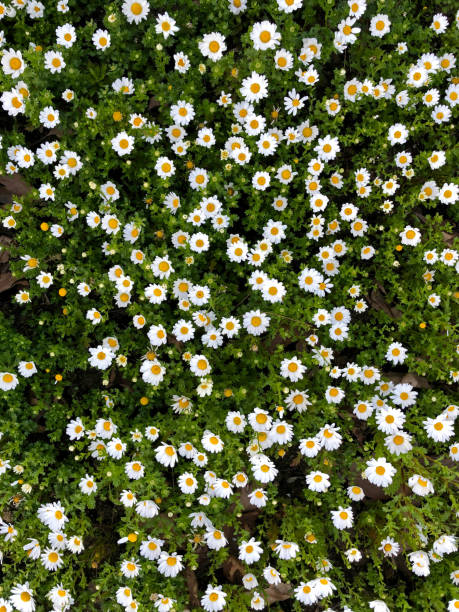 Field of Daisy in Garden