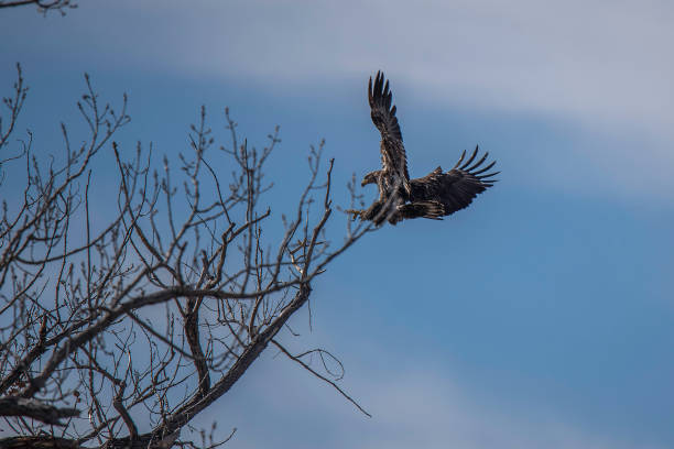 Bald Eagle flying in winter migration Bald Eagle winter migration through the mid west USA eagle bald eagle american culture feather stock pictures, royalty-free photos & images