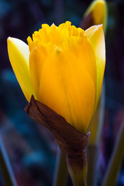 istock Spring colors of flowers daffodils 1137623756