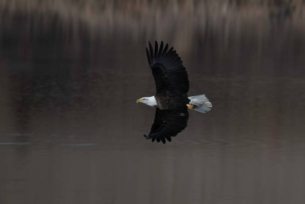istock Bald Eagle flying and fishing in winter migration 1137624129