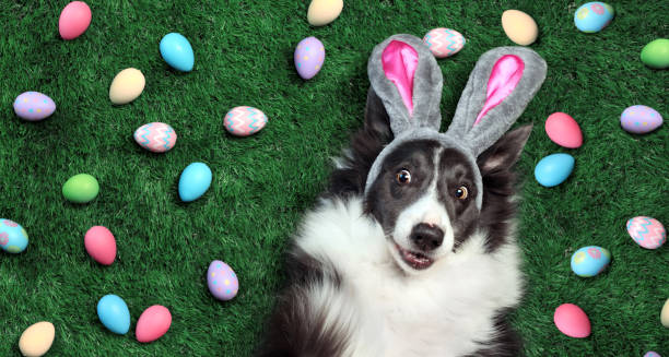 Happy dog with bunny ears surrounded by Easter eggs Happy dog with bunny ears surrounded by Easter eggs breed eggs stock pictures, royalty-free photos & images