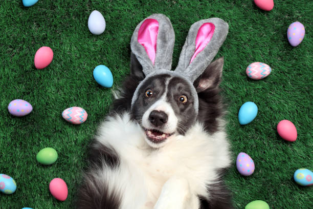 Happy dog with bunny ears surrounded by Easter eggs Happy dog with bunny ears surrounded by Easter eggs breed eggs stock pictures, royalty-free photos & images