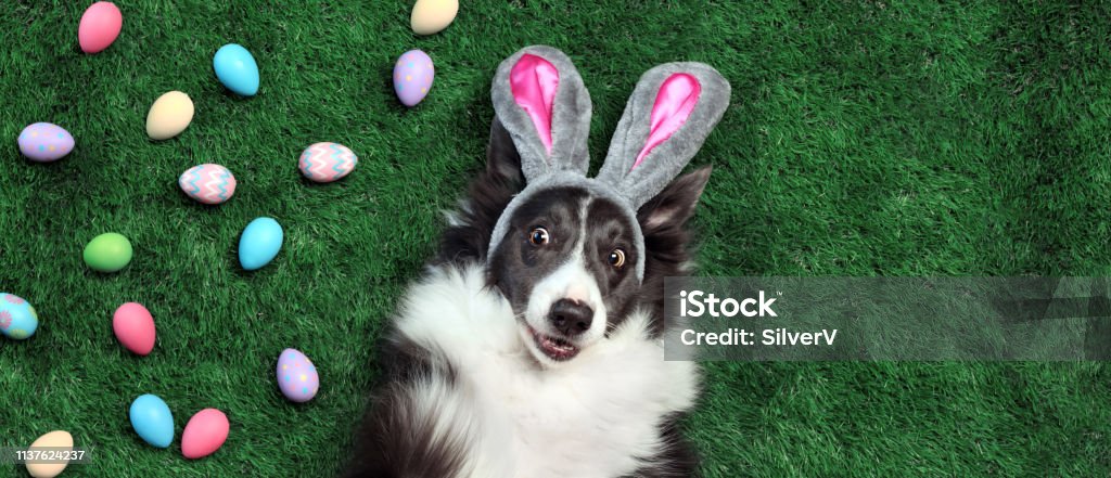 Happy dog with bunny ears surrounded by Easter eggs Easter Stock Photo
