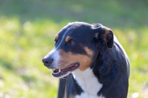 istock portrait of a dog close-up. 1137624986
