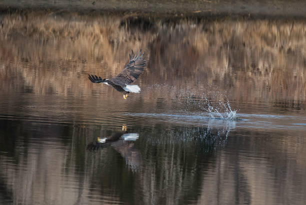 istock Bald Eagle flying and fishing in winter migration 1137626185