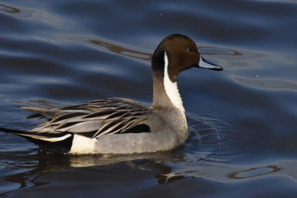 istock Beautiful Northern pintail duck 1137626553