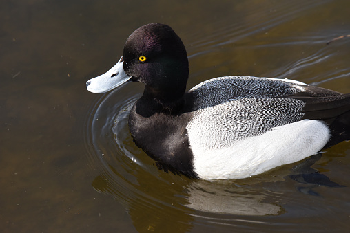 Greater scaup duck.