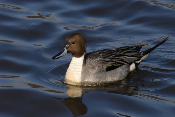 istock Northern pintail duck 1137626920