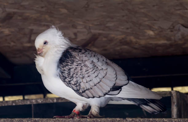 istock Pigeon, Oriental Frill 1137630329