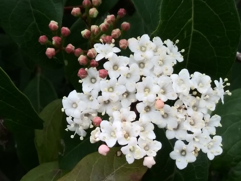Linden viburnum is an ornamental plant. It is used for mass plantings because of the white clusters of flowers it produces. It is common to use the berries, leaves, and stems in Chinese medicine.