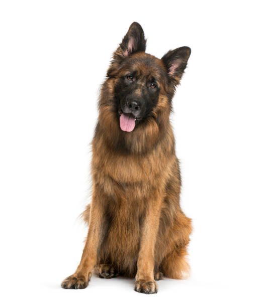 istock Old German Shepherd Dog sitting in front of white background 1137631375