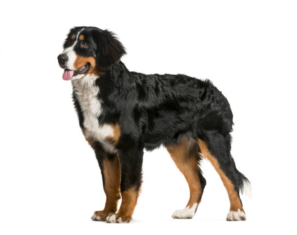 istock Standing Bernese Mountain Dog, 6 months old, in front of white background 1137631411