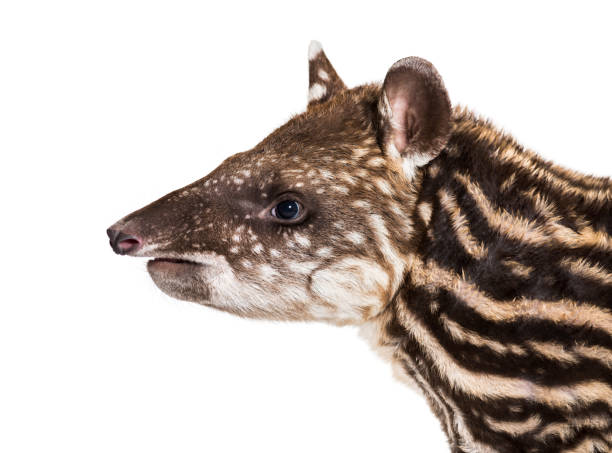 Month old Brazilian tapir in front of white background Month old Brazilian tapir in front of white background tapirus terrestris stock pictures, royalty-free photos & images