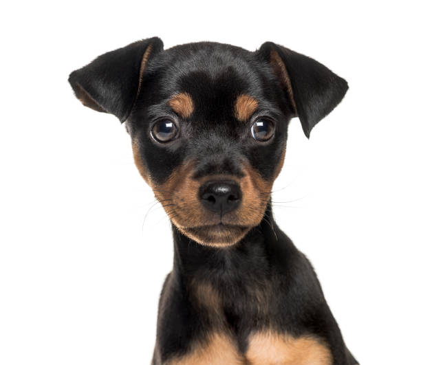 istock Pinscher, 9 weeks old, in front of white background 1137631458