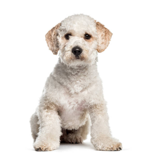 istock Labradoodle, 1 year old, sitting in front of white background 1137631475