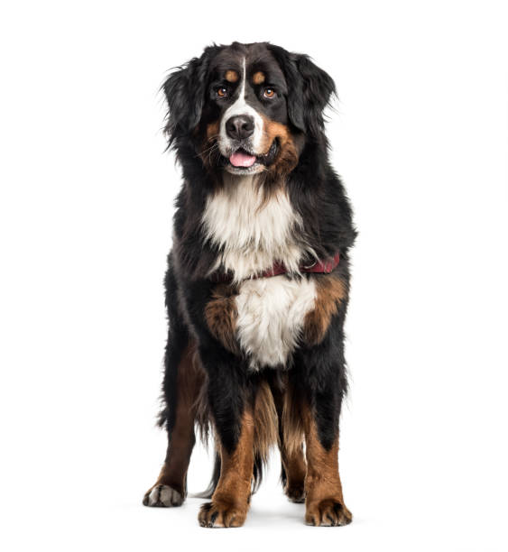 istock Bernese Mountain Dog, 2 years old, in front of white background 1137631500