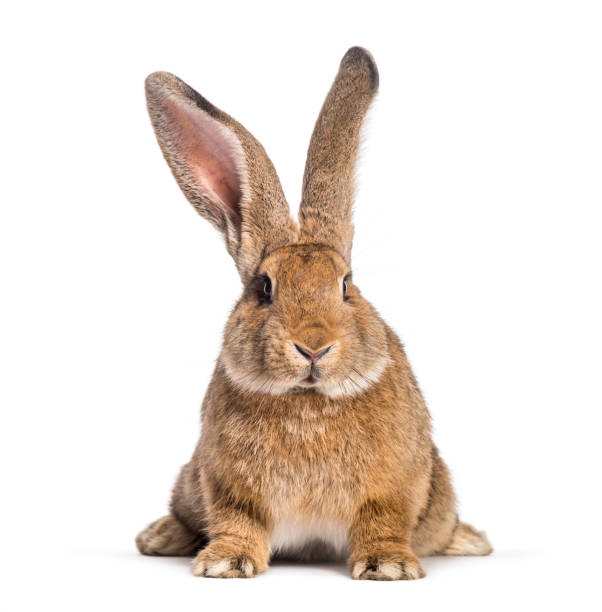 istock Flemish Giant rabbit, 6 months old, in front of white background 1137631520