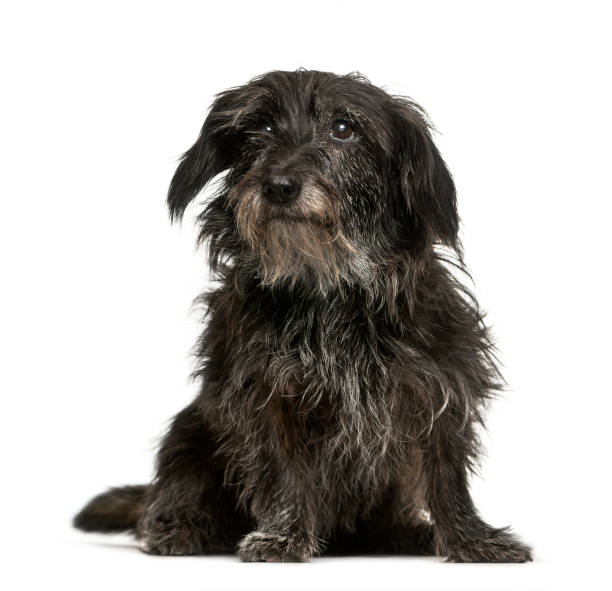 istock Mixed-breed dog, 13 years old, sitting in front of white background 1137631529