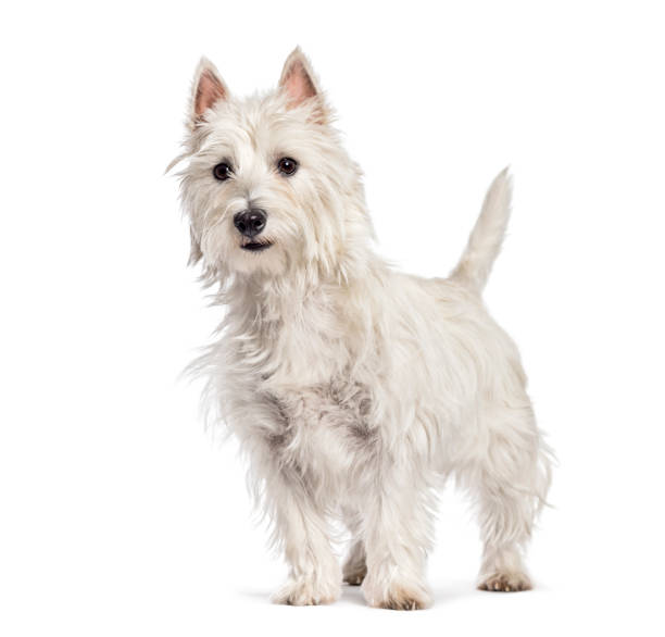 istock West Highland White Terrier in front of white background 1137631547