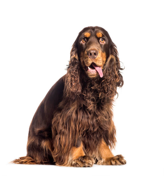 istock English Cocker Spaniel sitting in front of white background 1137631571