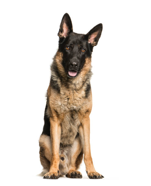 istock German Shepherd, 4 years old, sitting in front of white background 1137631609