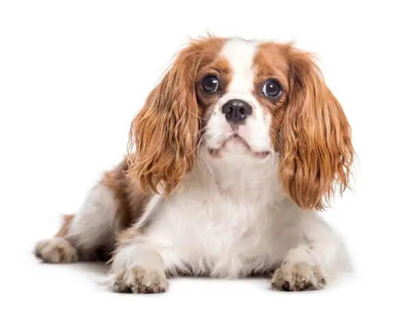 Cavalier King Charles Spaniel lying in front of white background