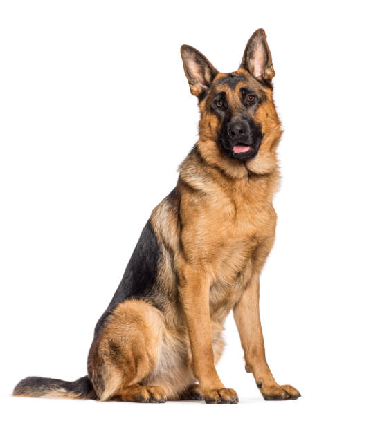 istock German Shepherd sitting in front of white background 1137631645