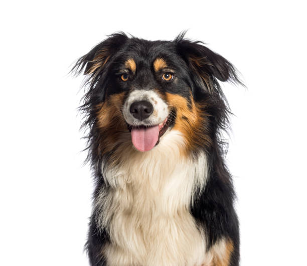 istock Australian Shepherd, 1 year old, in front of white background 1137631691