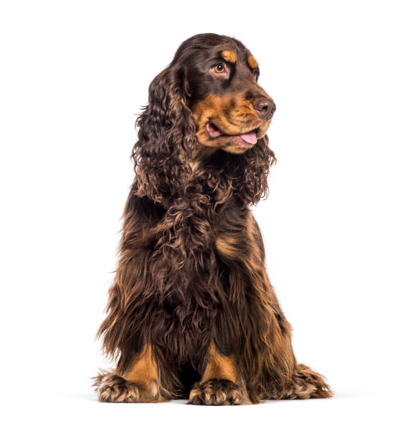 istock English Cocker Spaniel sitting in front of white background 1137631699
