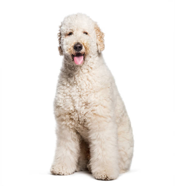 istock Labradoodle sitting in front of white background 1137631707