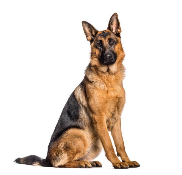 istock German Shepherd sitting in front of white background 1137631712