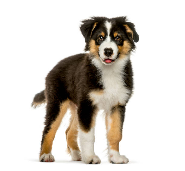 istock Australian Shepherd, 4 months old, in front of white background 1137631741